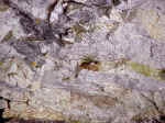 Cliff Swallow Nest At 2' Wide Smoky Quartz Vein In Mine Ceiling