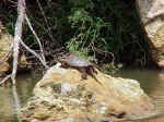 Snapping Turtle Suns On Rock With Shiny Silver Mica