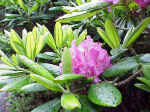 Native Rhododendron Blooms during June