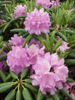Catawba rhododendron in bloom