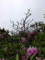 Catawba rhododendron in bloom