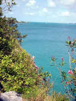 In the far left background, the native Bermuda cedar