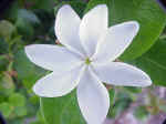 Fragrant Flower