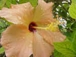 Hibiscus -  Hibiscus rosa-sinensis