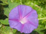 Morning Glory - Ipomea. sp.