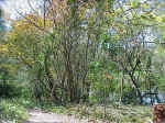 Spittal Pond in Back of Fiddlewood Trees