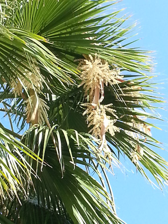 Palm tree blooming at the Forum in the Sant Martí district