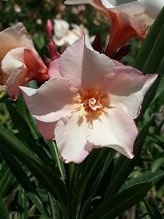 Oleander blooming at the Forum in the Sant Martí district