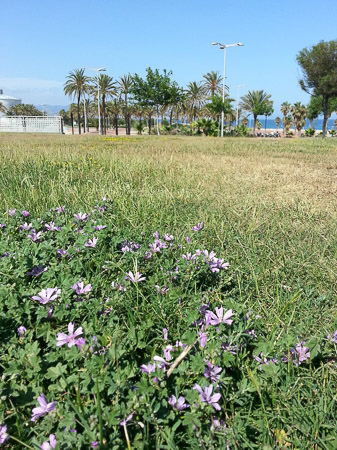 Field with wild geranium blossoms