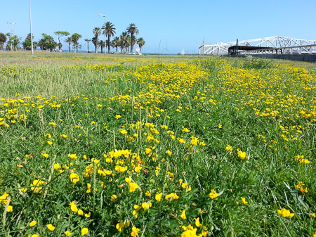 A carpet of bright yellow blossoms, an early flowering and drought tolerant ground cover at Port Fòrum (Port Esportiu de Sant Adrié)