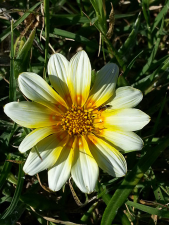 Daisy-like gazania flower, Gazania ringens, part of the Asteracae family, a family that covers a myriad of plants including daisies, coreopsis, even lettuce, identified by its central flowerhead and ligules (strappy florets – the petals!)