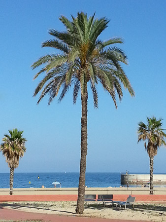 Palm trees and beach umbrella