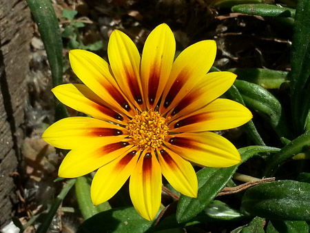 Gazania flower, Gazania ringens