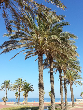 Rows of towering palm trees