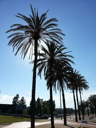 A row of towering palm trees