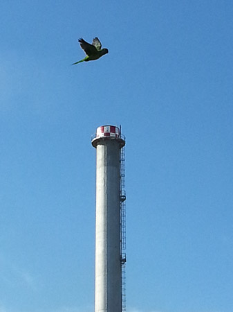 Green parrot flying past the checker-top incenerator smokestack in Sant Adrià de Besòs