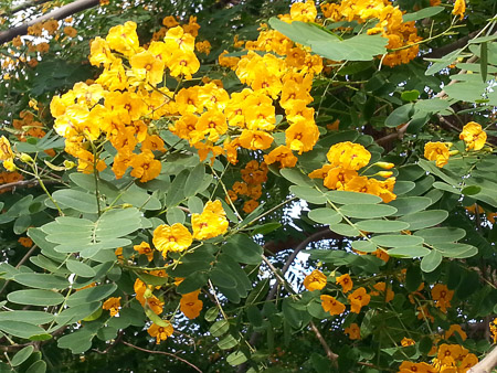 Yellow blooming tree, Cassia angustifolia, Leguminosae: rows of these gorgeous trees lined the streets outside our hotel, on the Carrer Narcís Roca