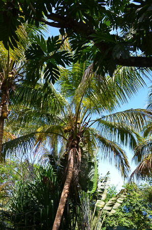 Coconuts Up in the Tree